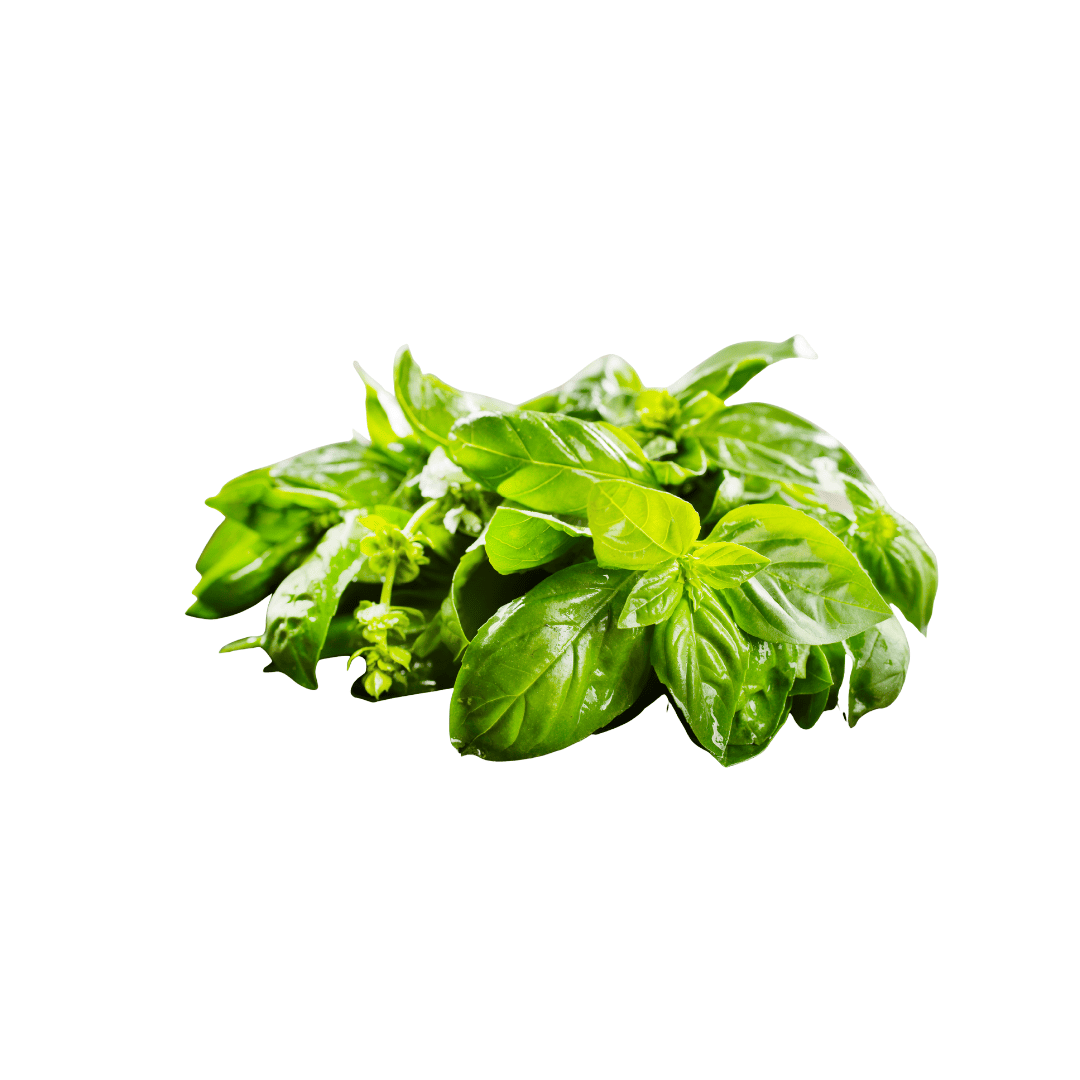 ALBAHACA
