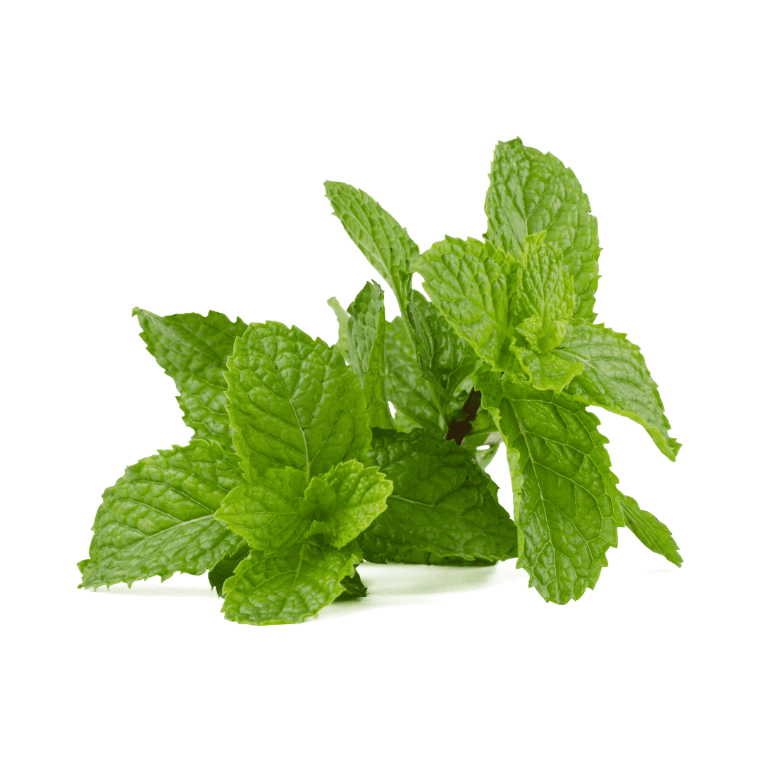 MENTA