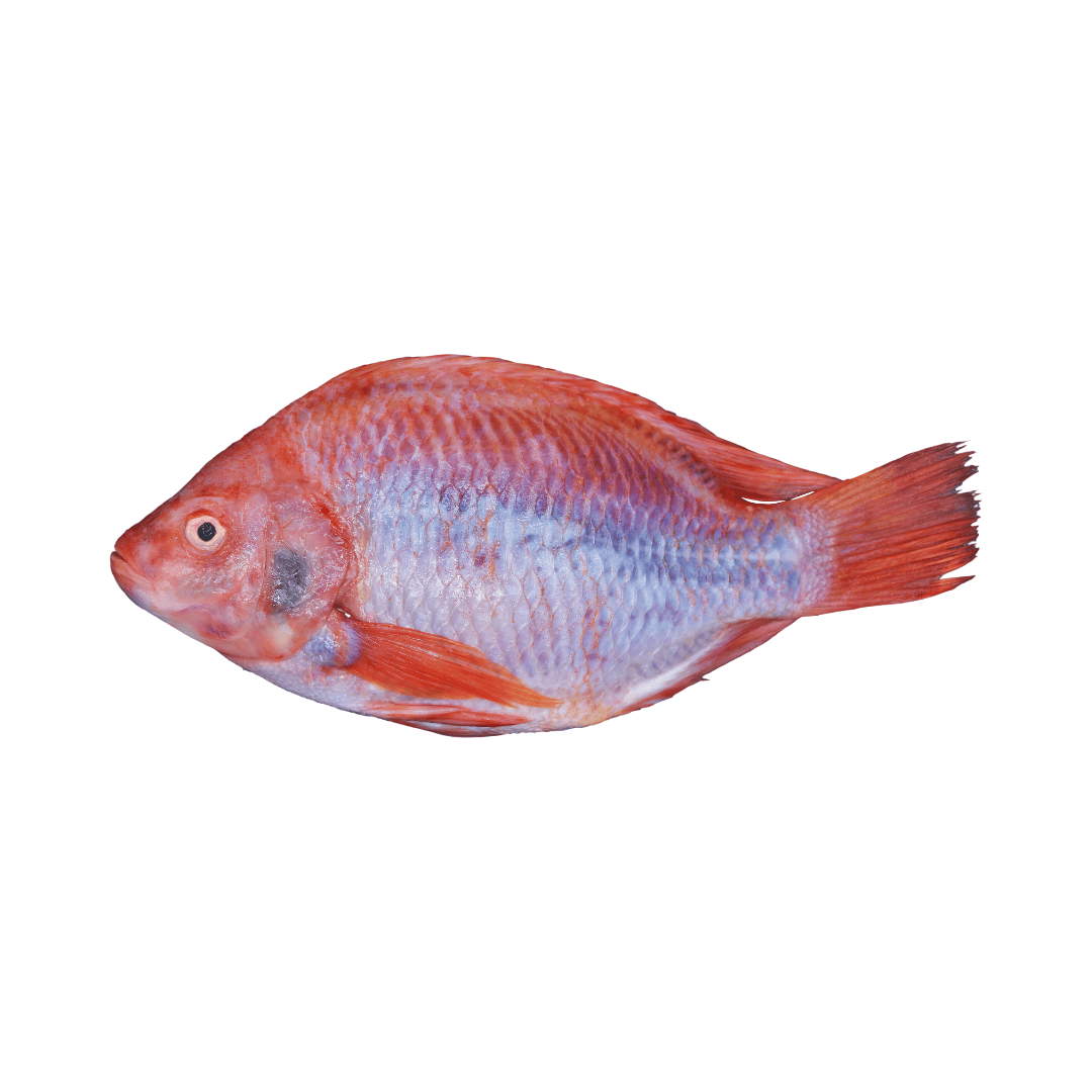 MOJARRA