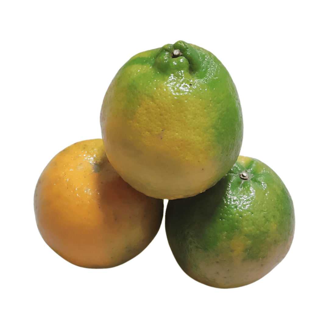 NARANJA VALENCIA